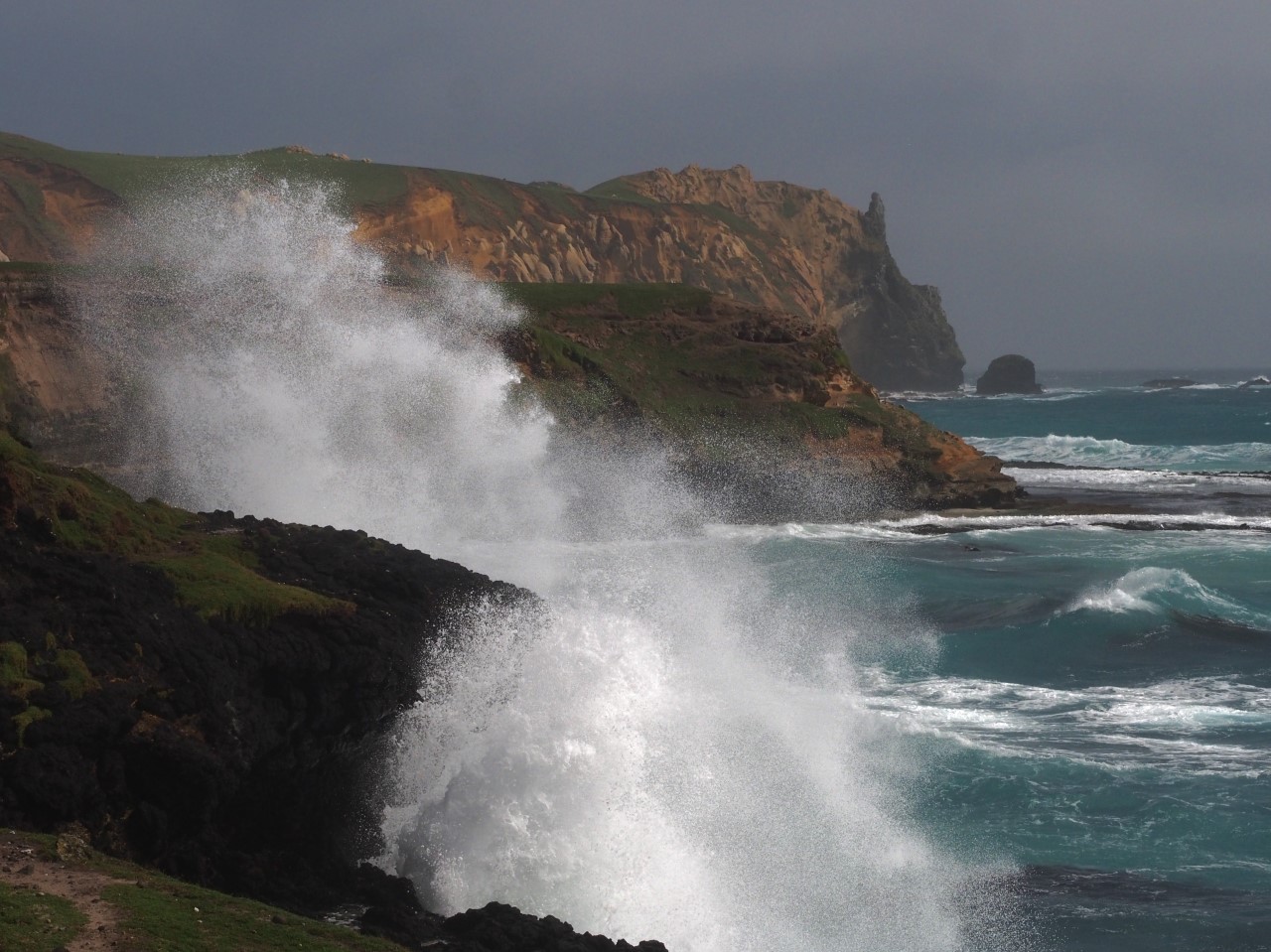 Cape Young, Chatham Island