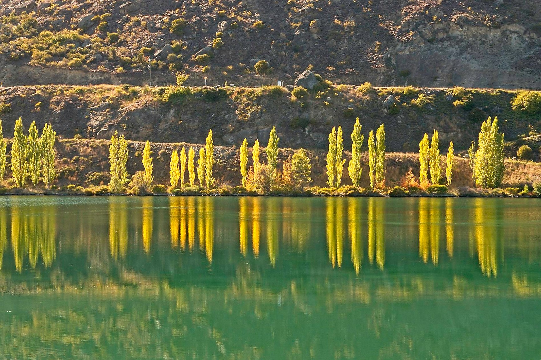 Poplars, Lake Dunstan