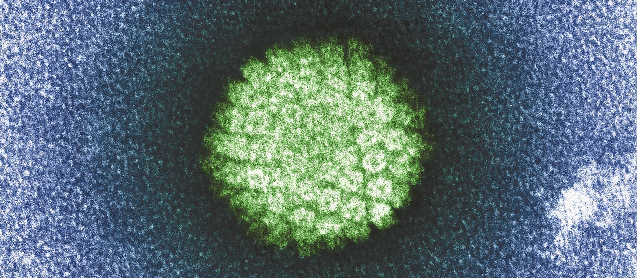 HPV virus