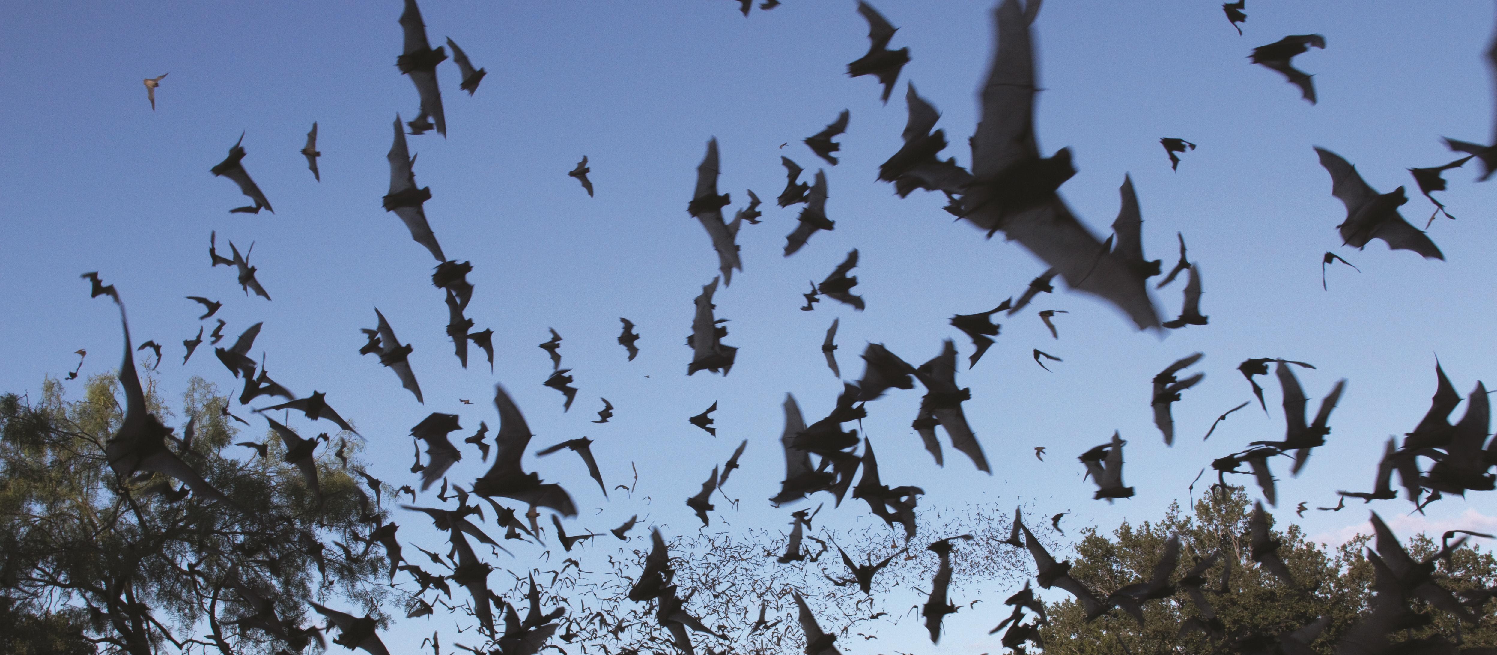 bats