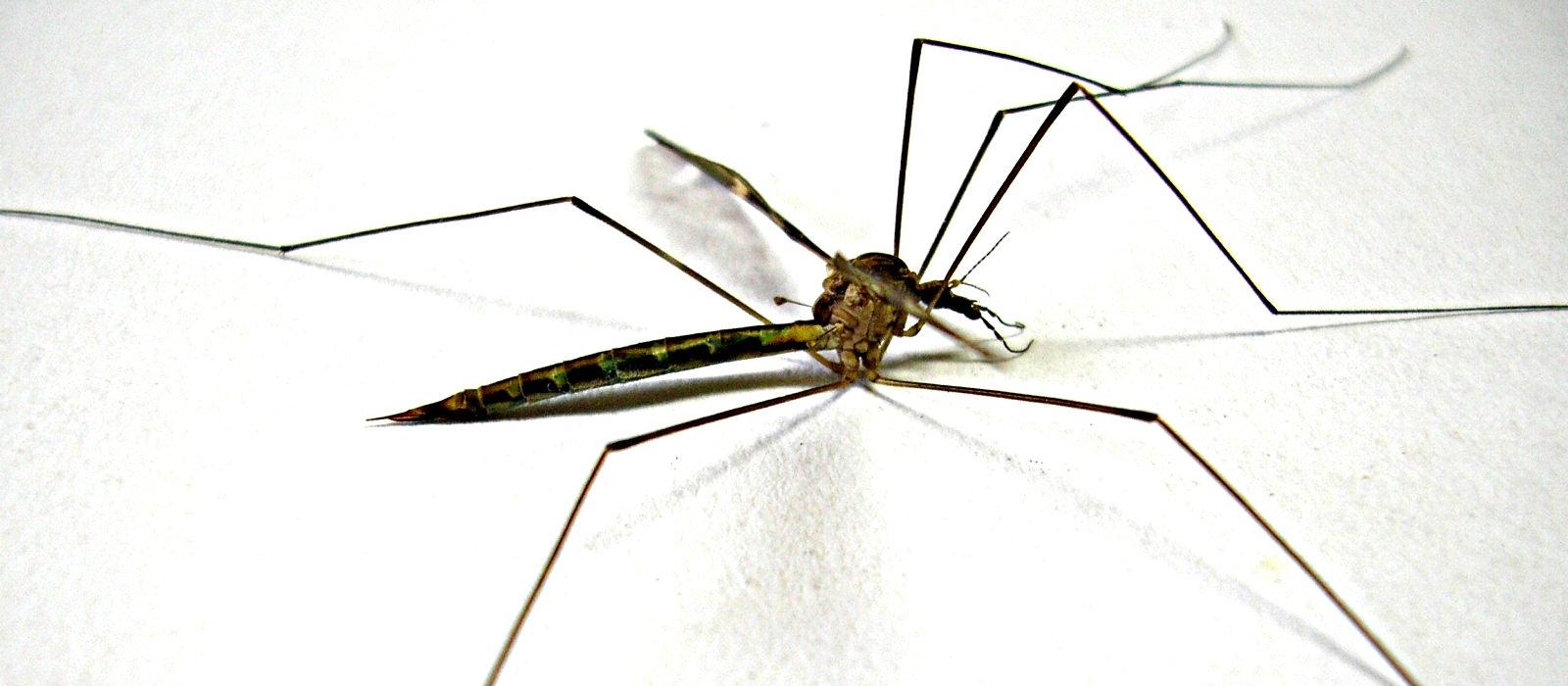 mosquito