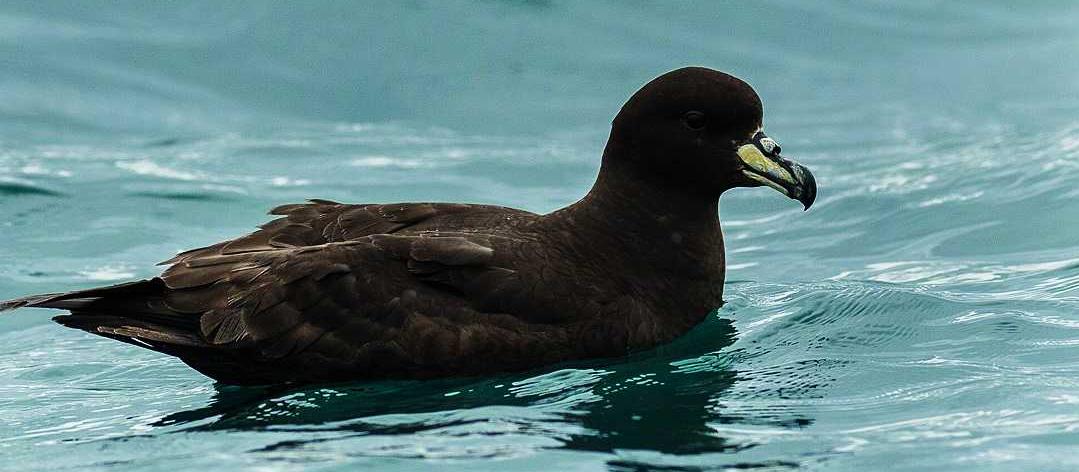 The Westland petrel or tāiko