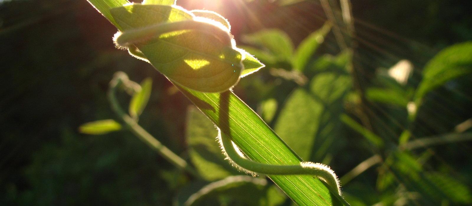 Garden weeds