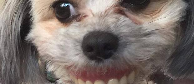 Dog with dentures