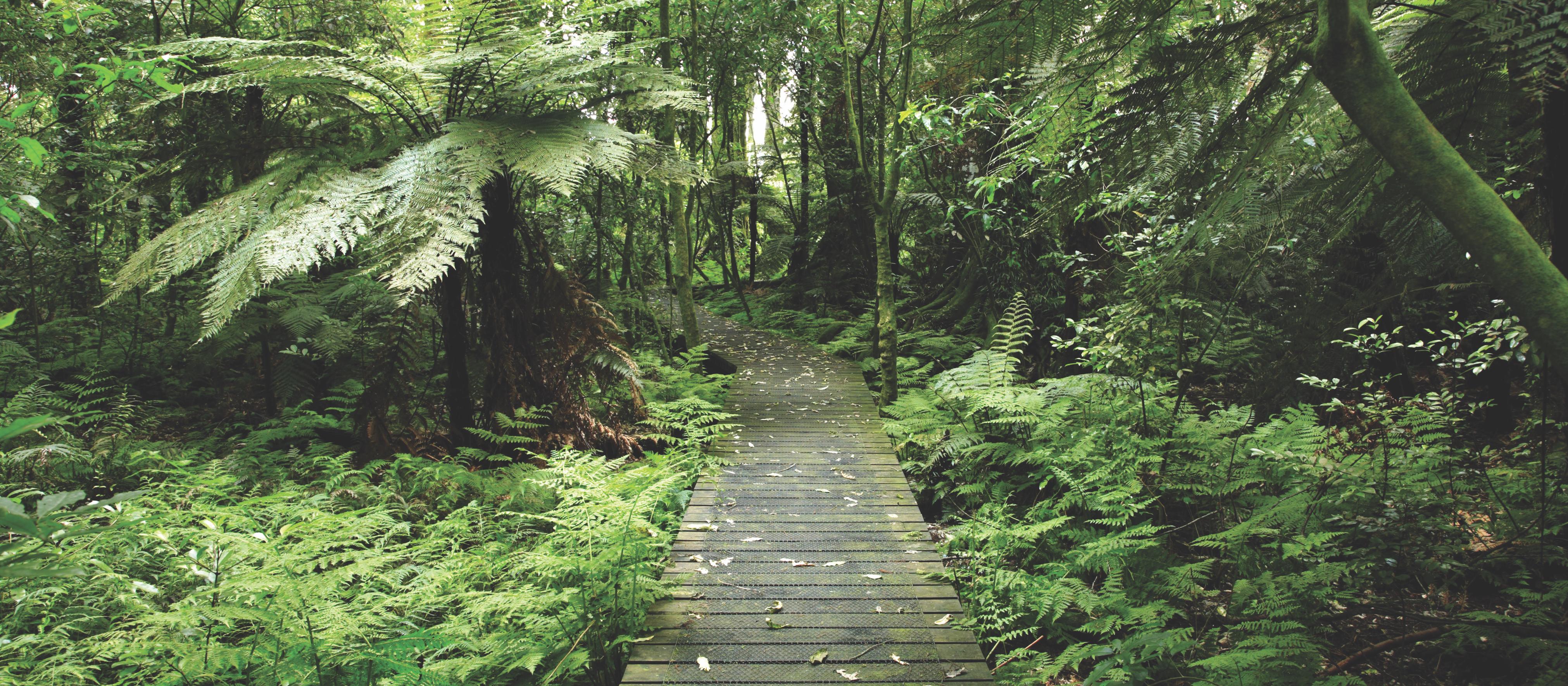 Forest boardwalk