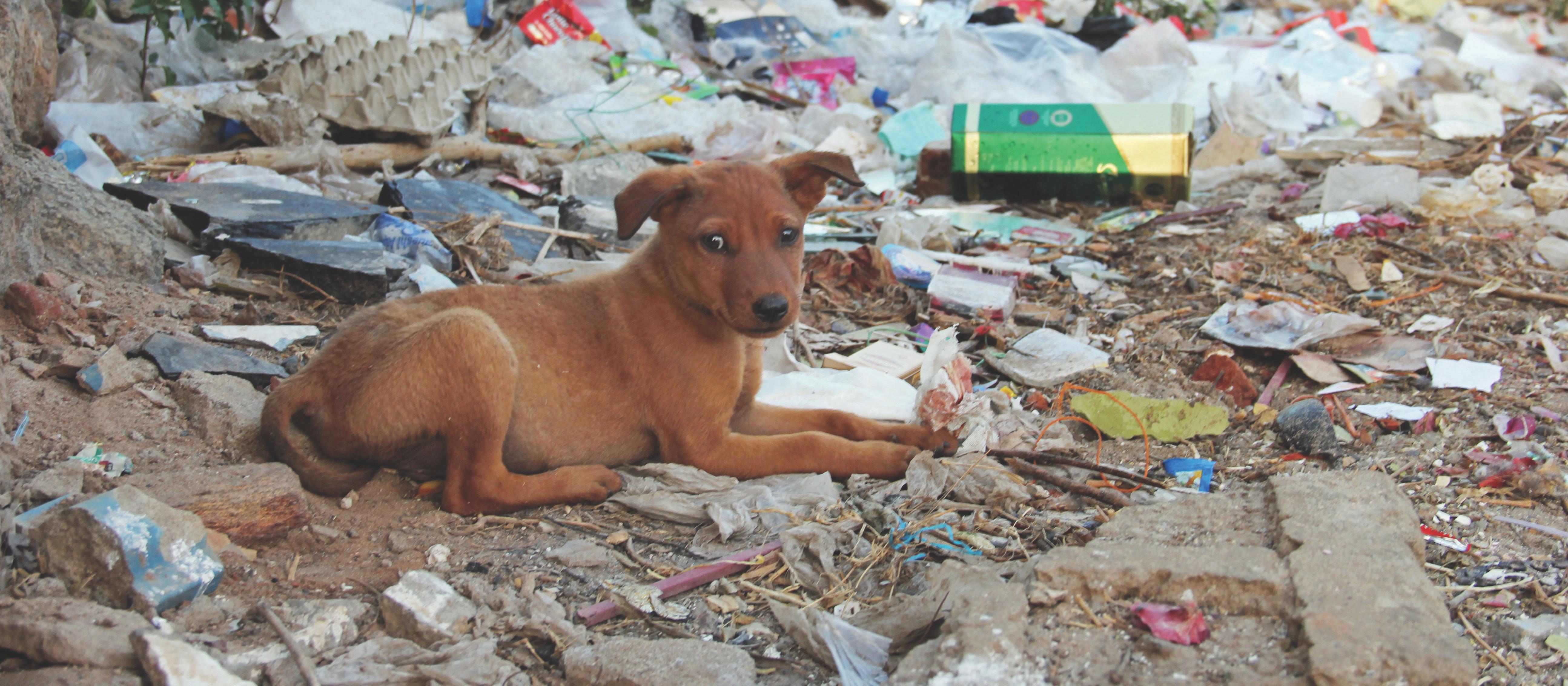 Puppy at the tip