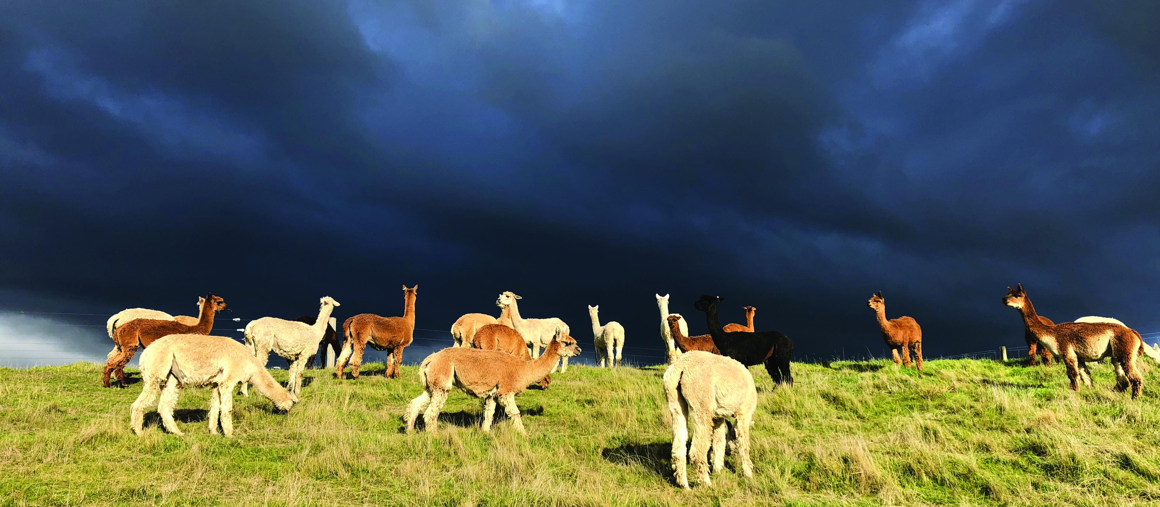 Alpacas on the farm