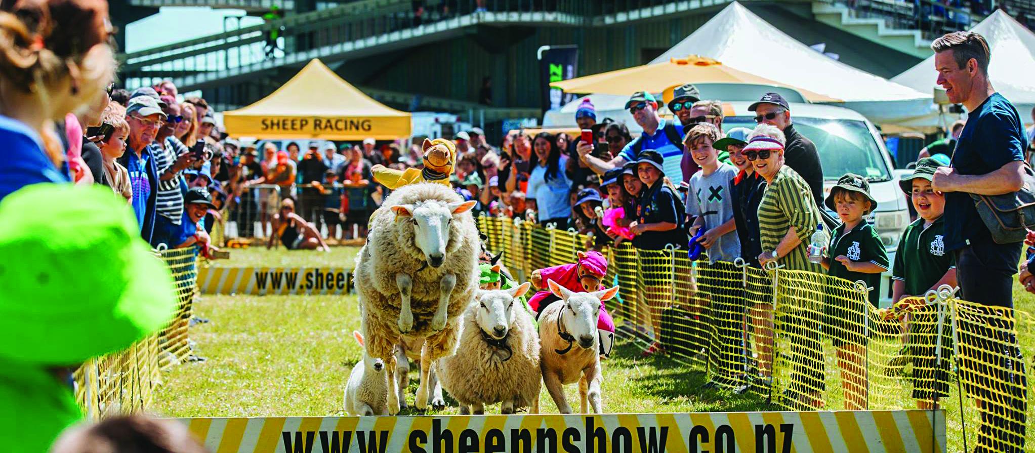 Hawkes Bay A and P show; sheep jumping