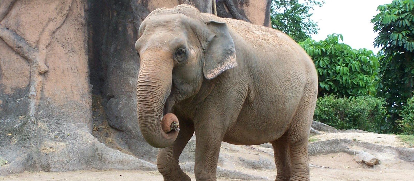 Elephant