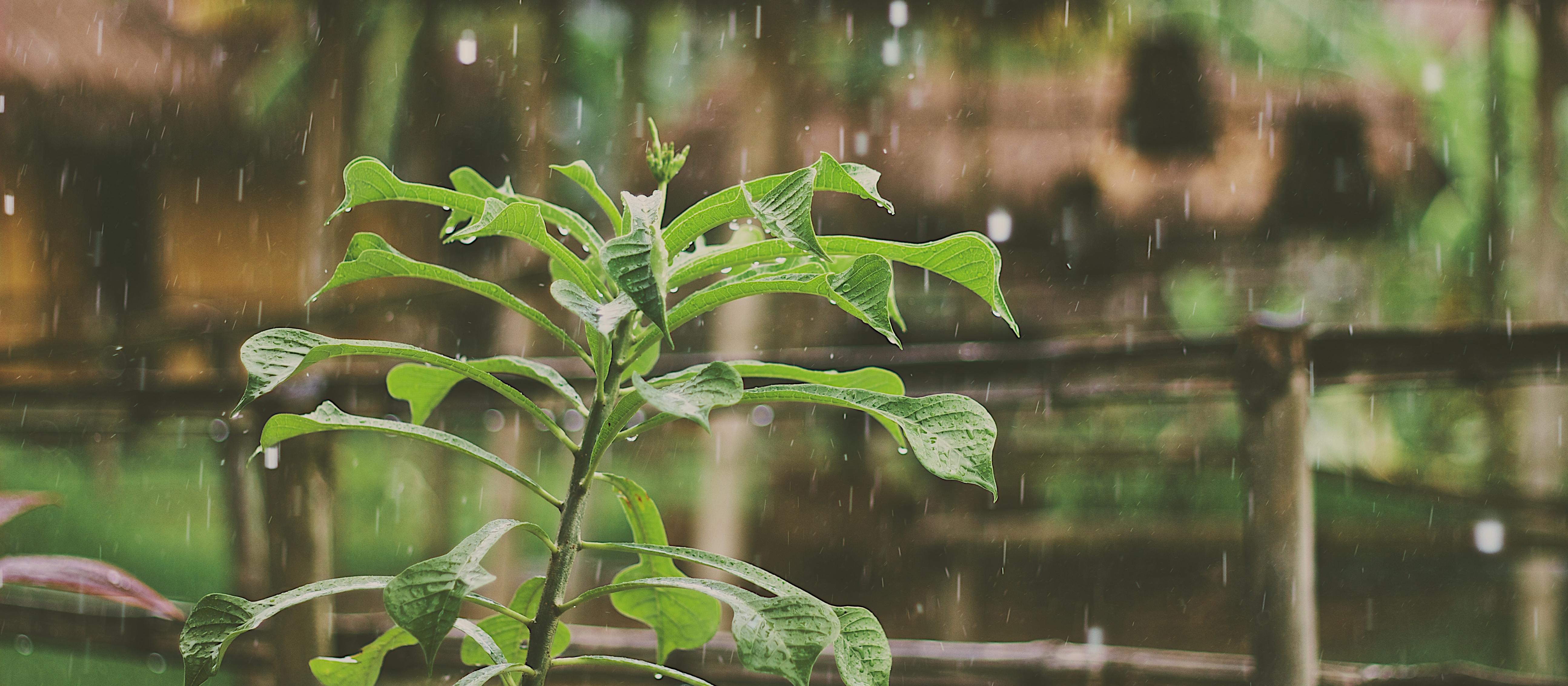 Rain on plant