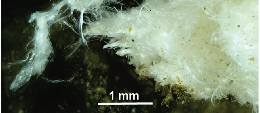 "woolly" erionite in waitakere group rock from Te Henga Rd Quarry in waitakere ranges. source NZMJ/Rod Martin