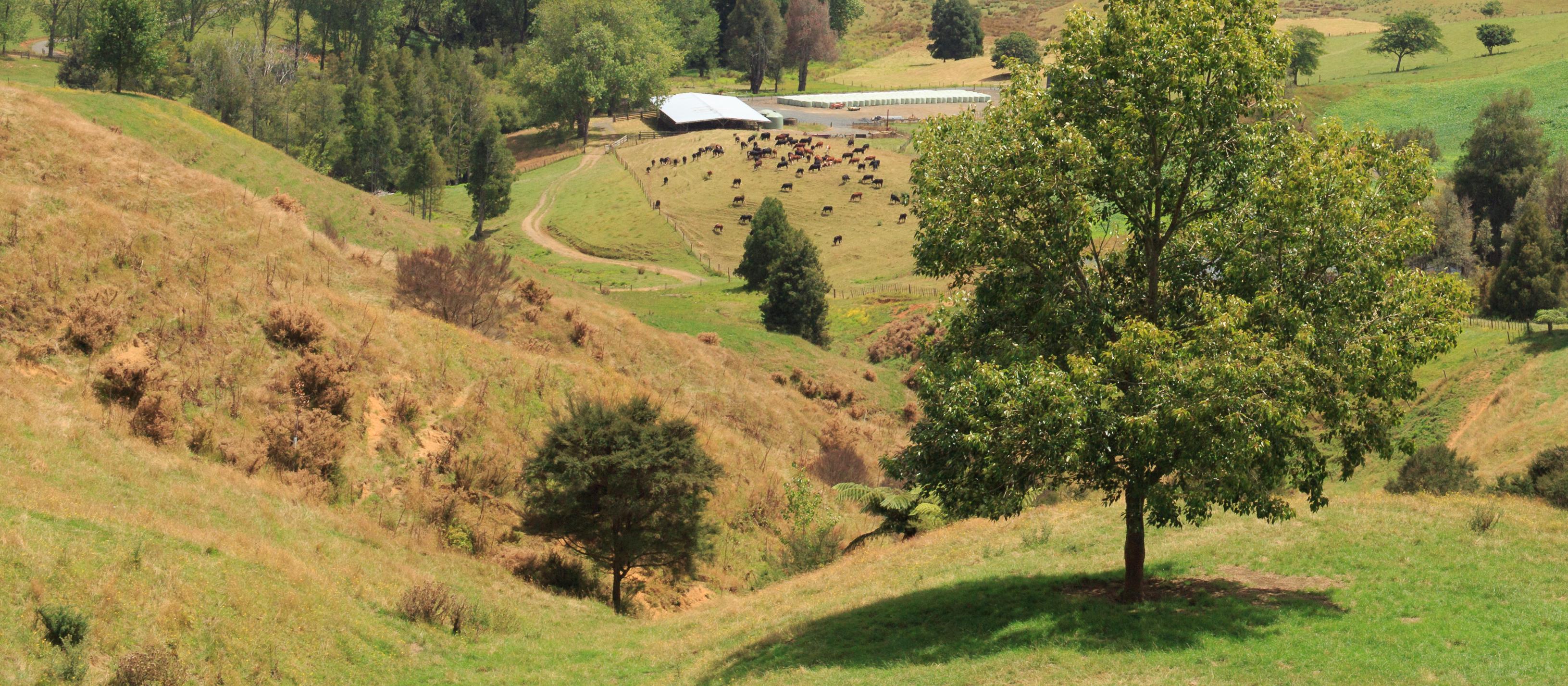 waikato farm view