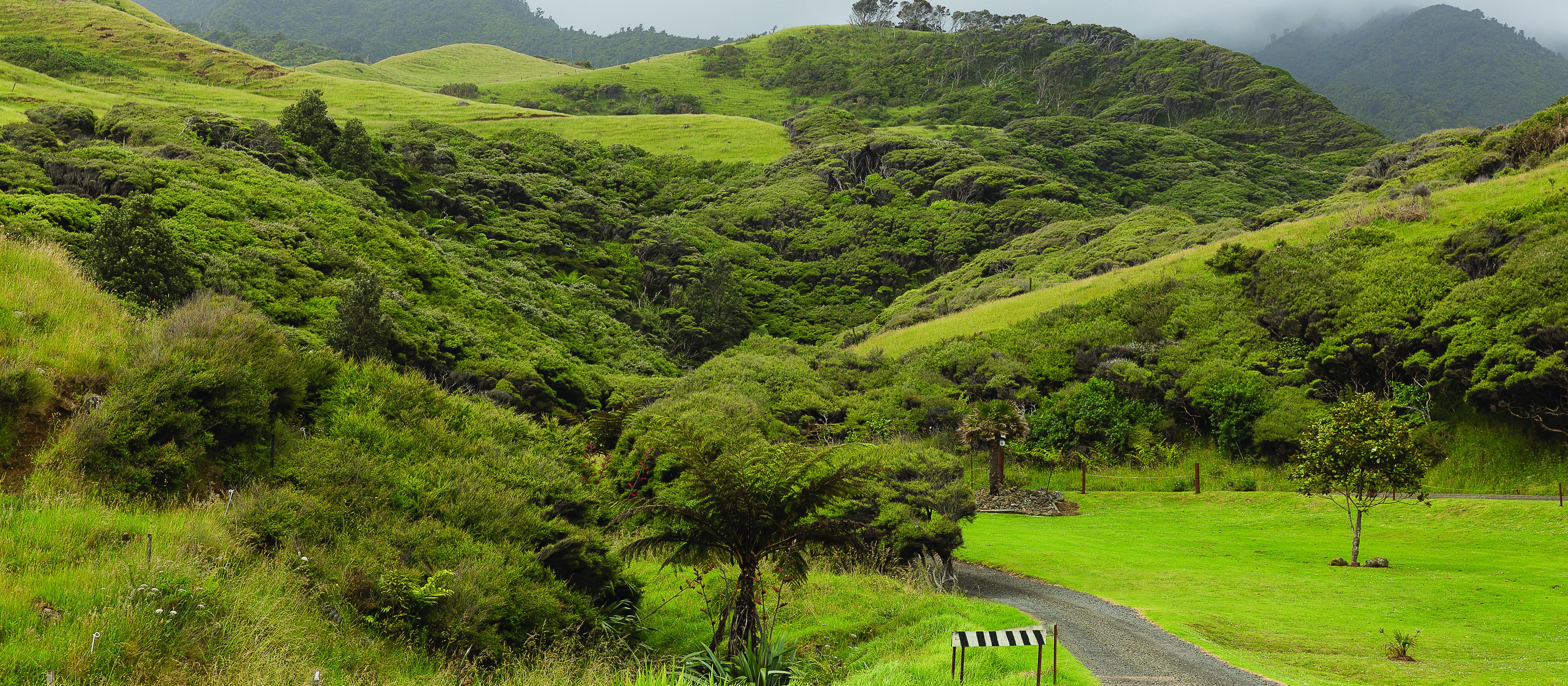 Waikato rural, bush