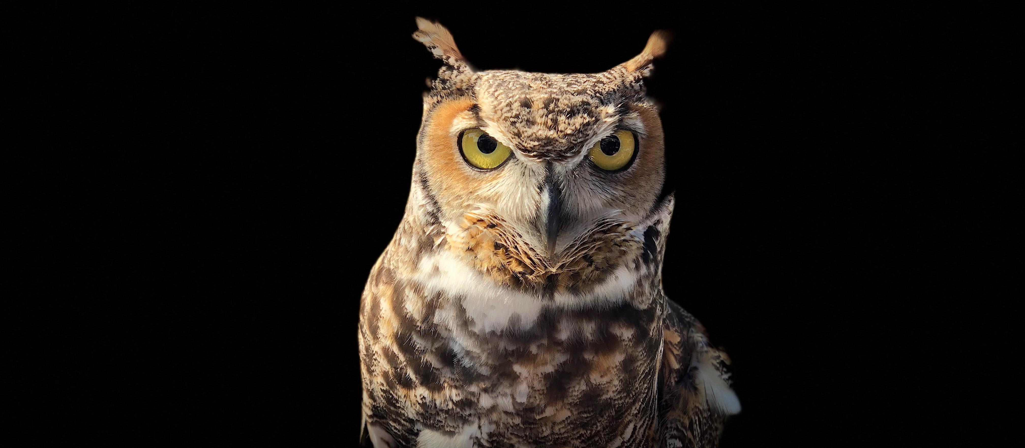 owl [photo: James Lee on Unsplash]