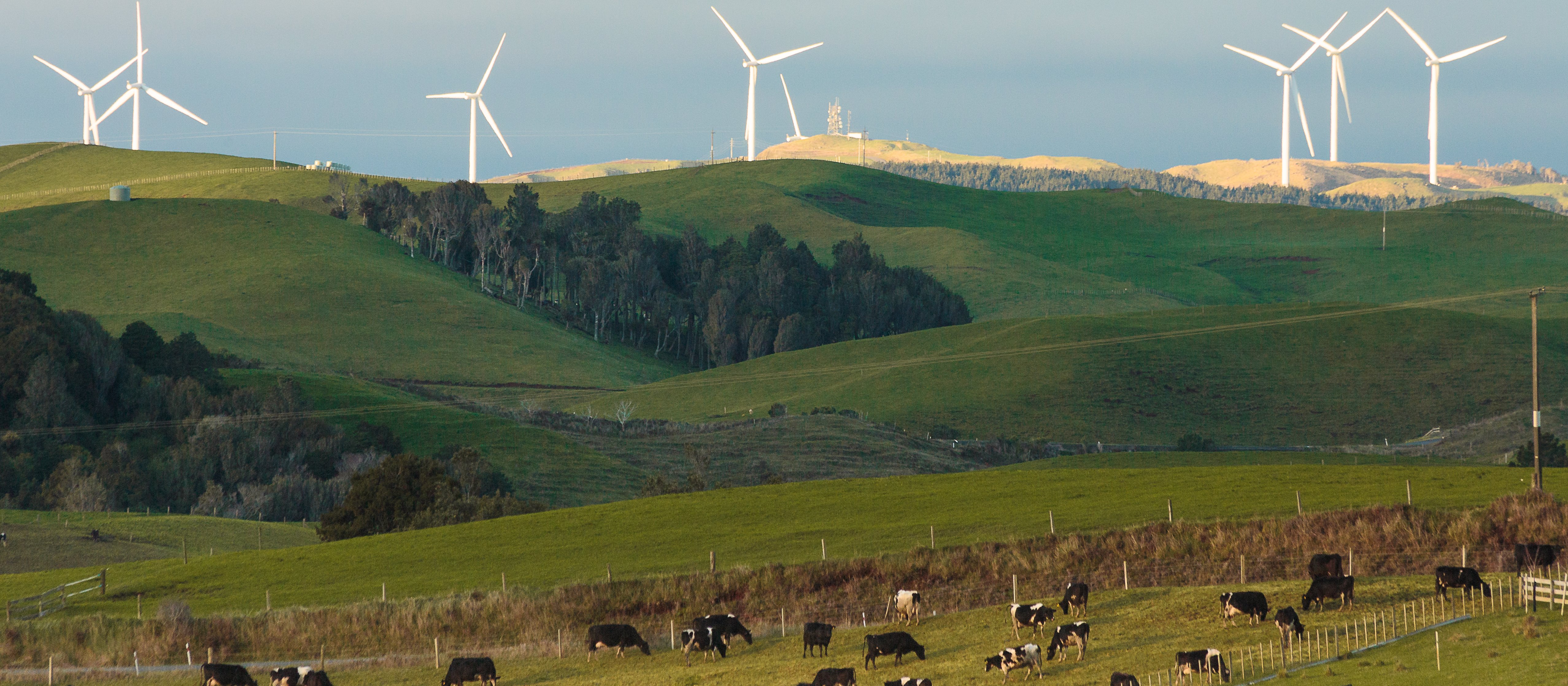 rural windfarm near Raglan