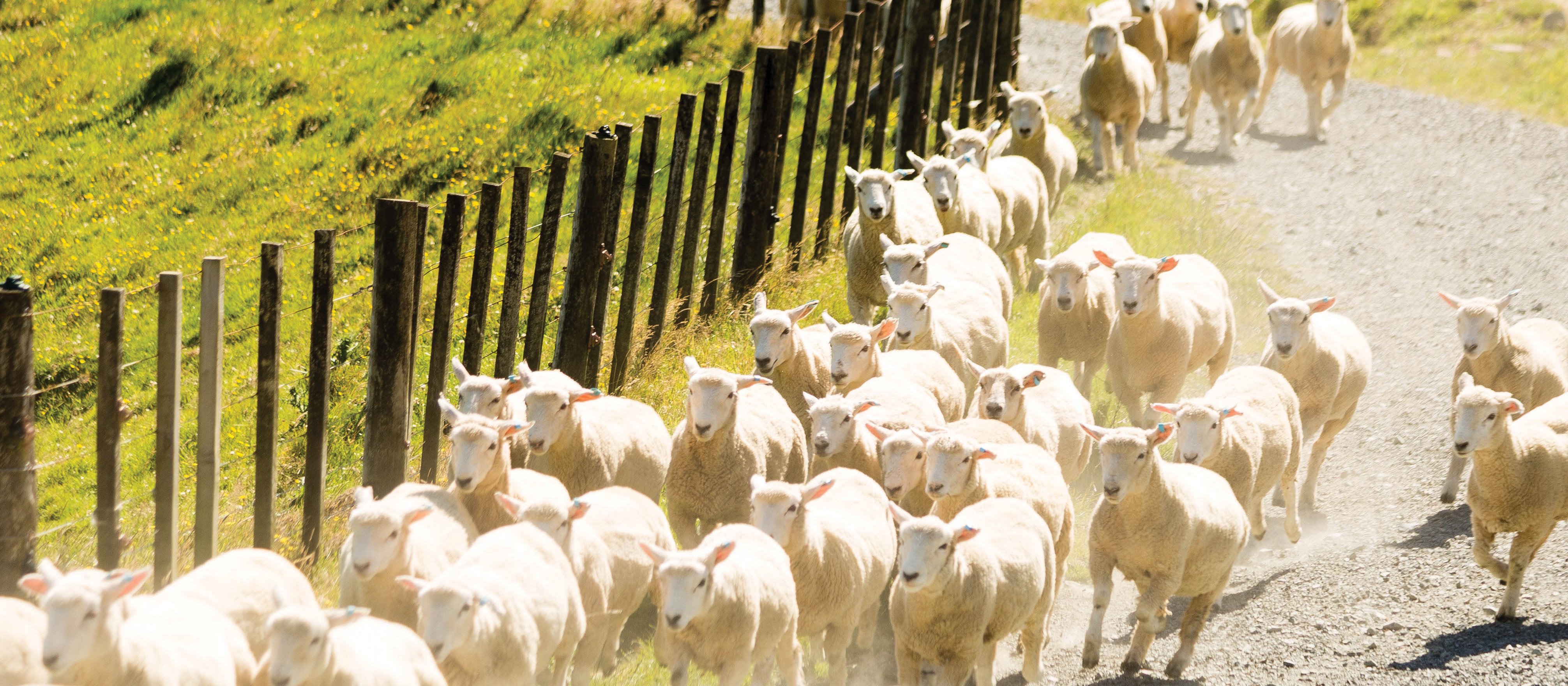 Sheep on the run