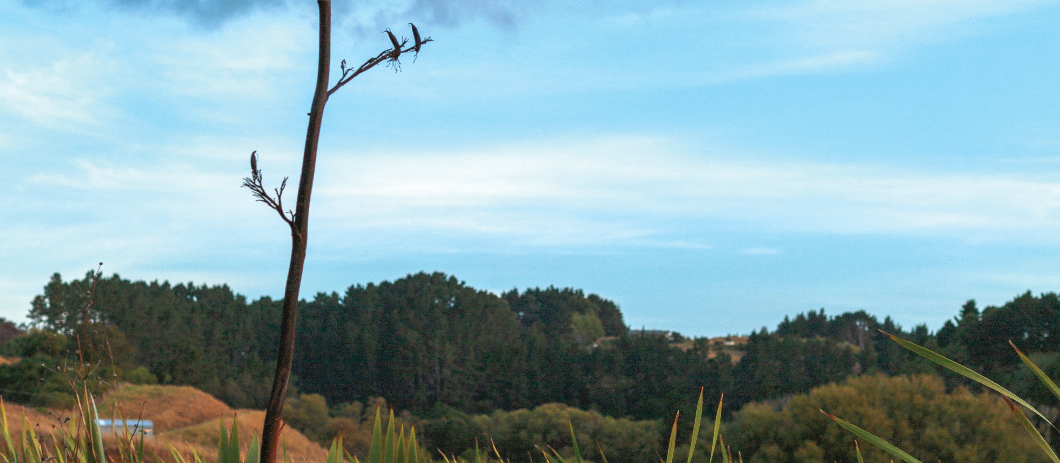 Waikato wetland replanted