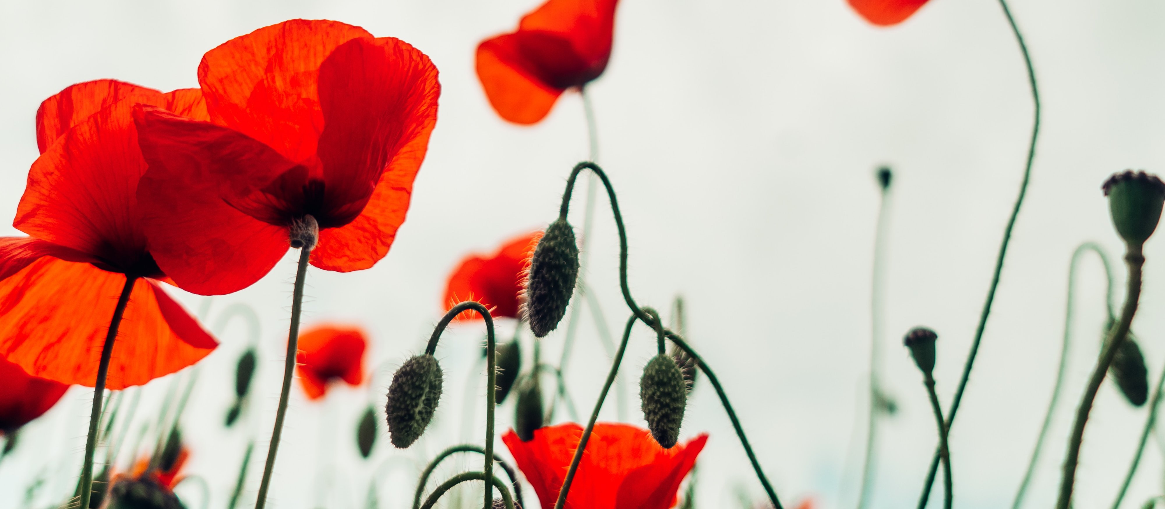 Poppies [Image: Ben Collins on Unsplash]