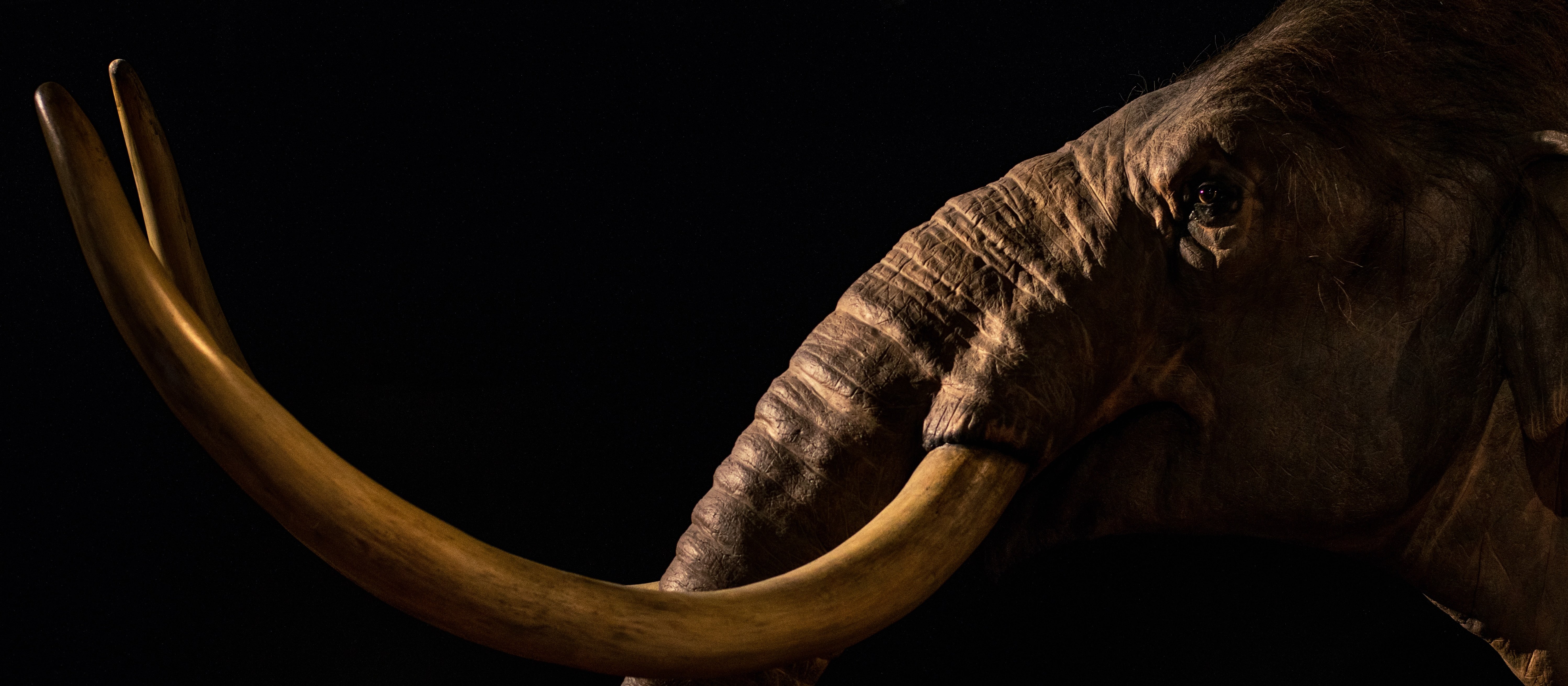 A model of a mammoth, showing sideview of head and tusks, with black background