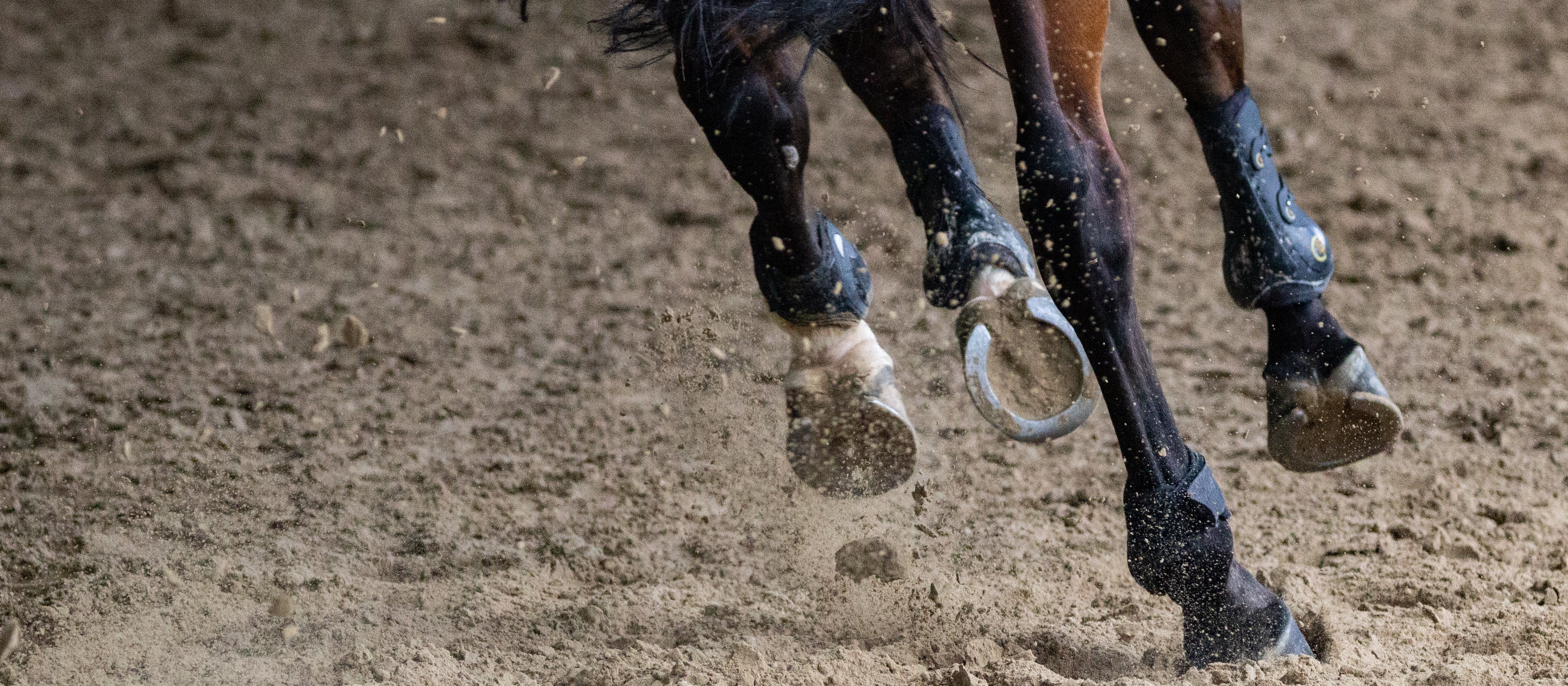 Brown horse running on field [Philippe Oursel on Unsplash]