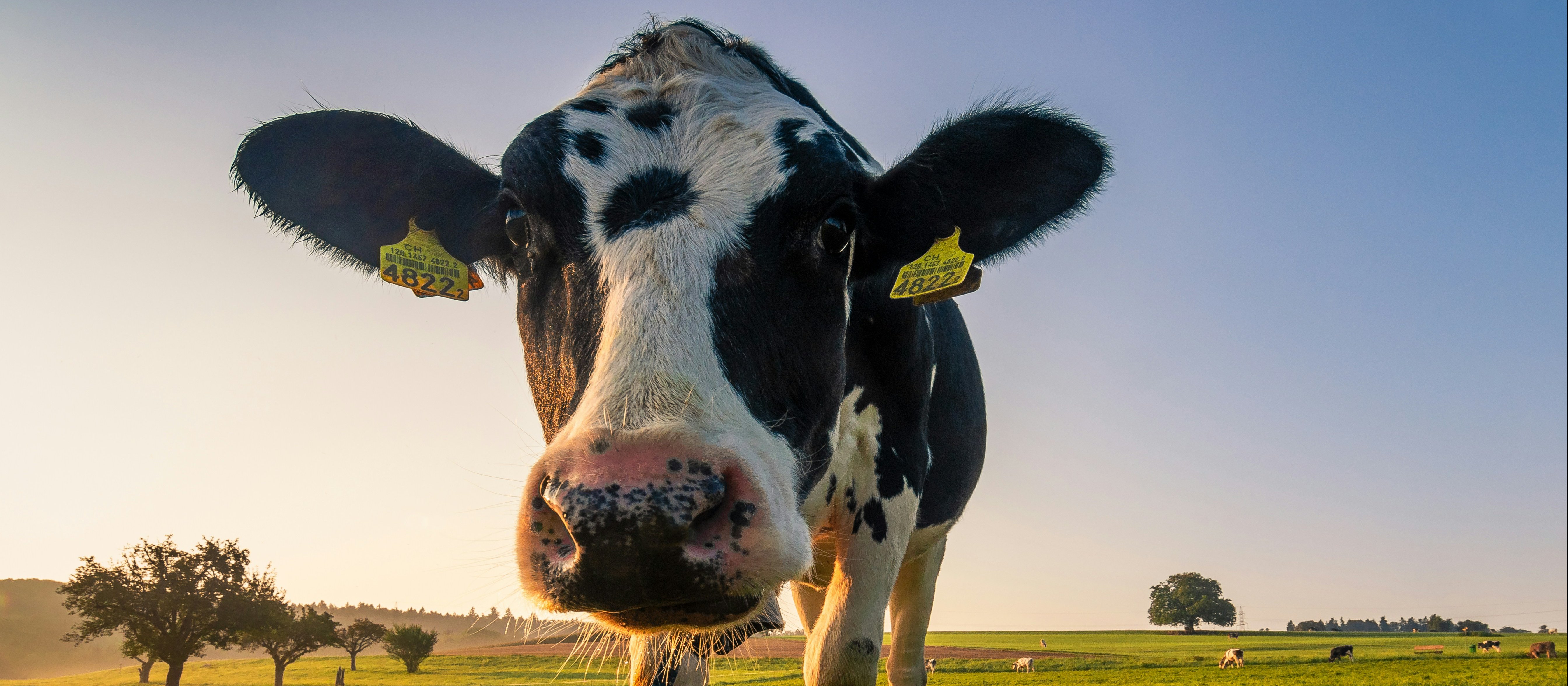 Black and white cow looking into camera, green field and blue sky in background