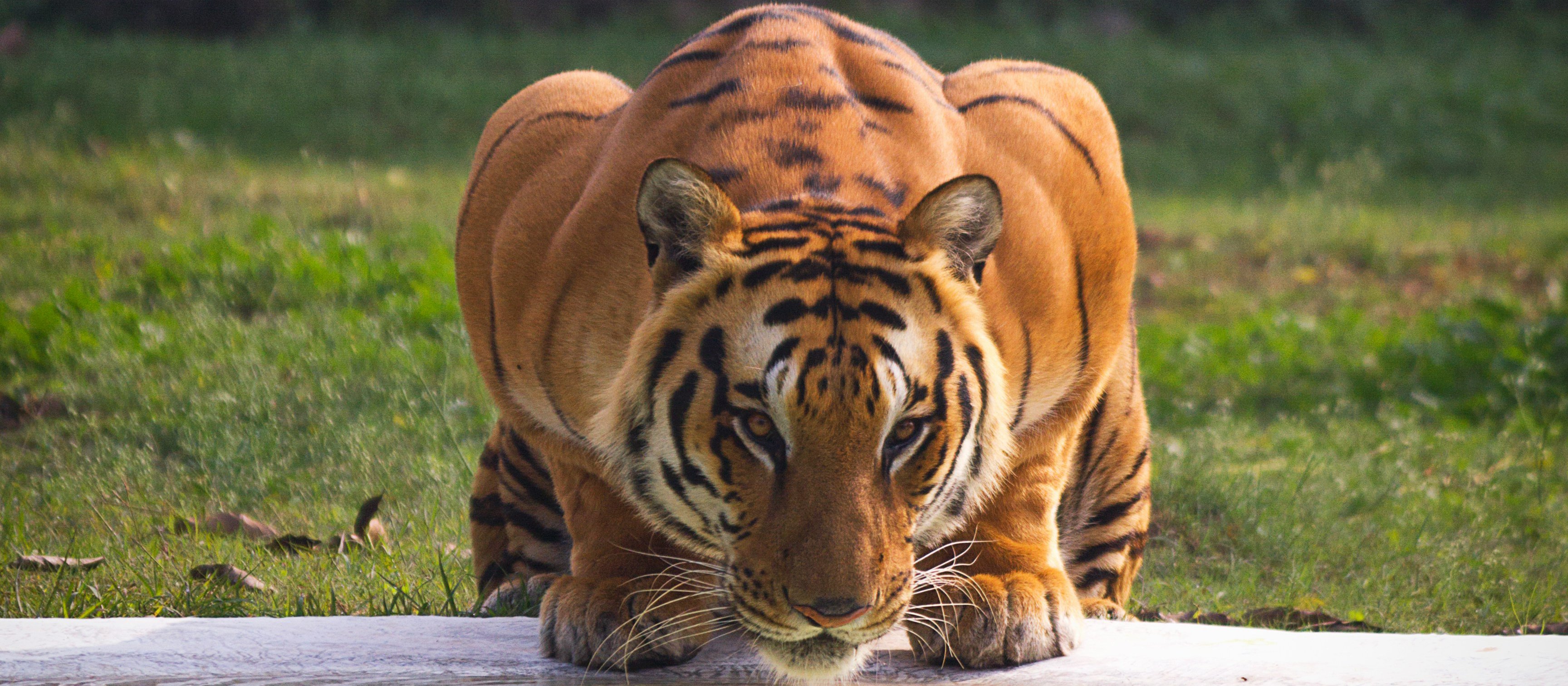 Tiger CR Ratanjot Singh on Unsplash