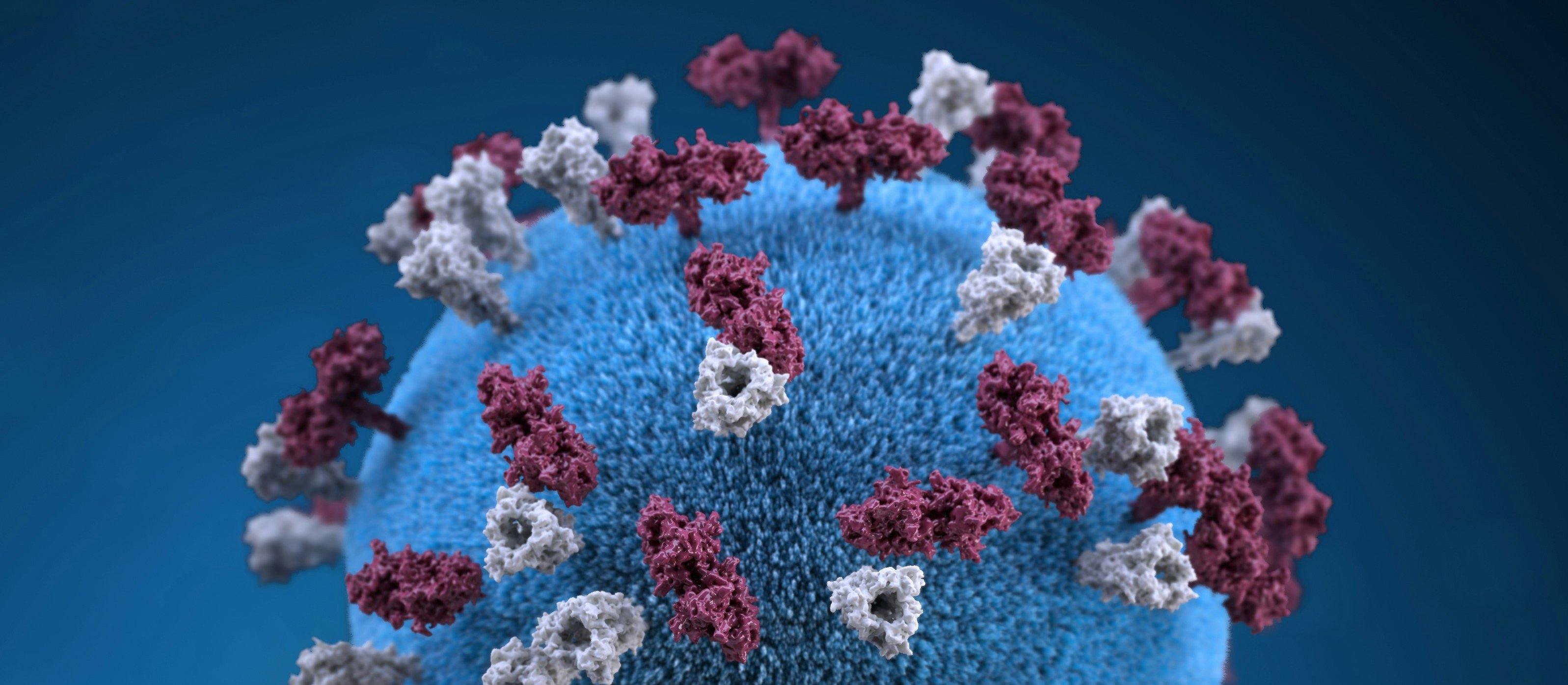 3D model of a measles particle