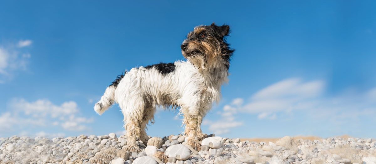 Dog, summit, terrier