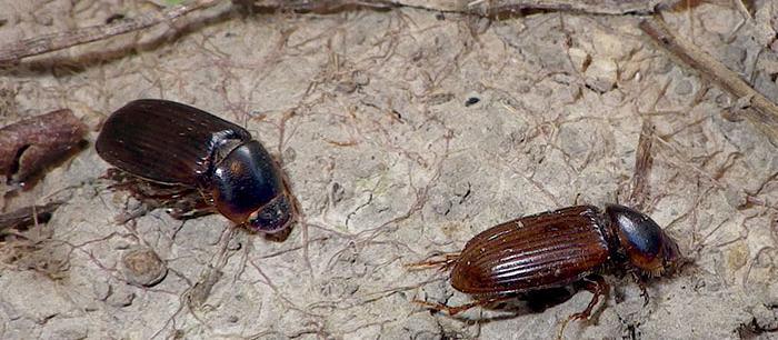 Tasmanian grass grubs