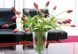 waiting room, flowers, tulips