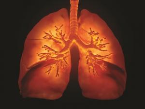 lungs