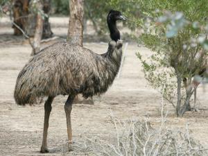 Emu [Wiki Commons]