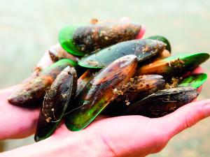 Mussels