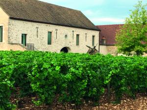 Burgundy vineyard