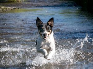 DJ in water