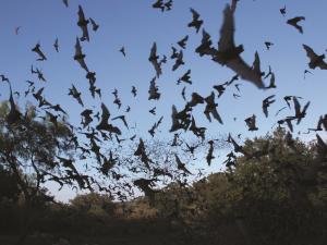 bats