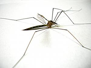 mosquito