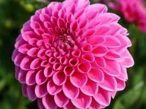 dahlia for diabetes