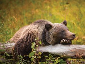 Brown bear