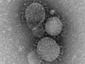 corona virus(co-v)