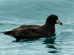 The Westland petrel or tāiko