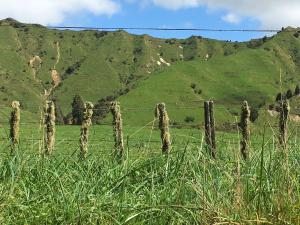 Taranaki fence