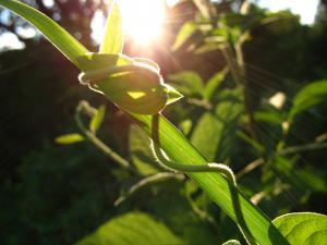 Garden weeds