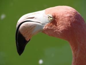 Pink Flamingo