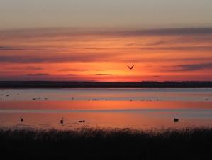 Lake Ellesmere