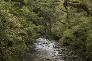 FOREST STREAM