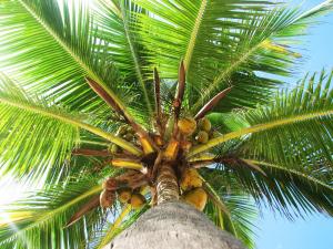 Low-hanging fruit, coconut tree