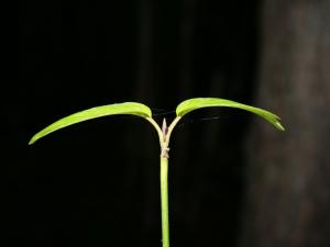 seedling, leaf