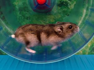 HAMSTER - MUST CREDIT