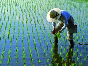 Rice paddies